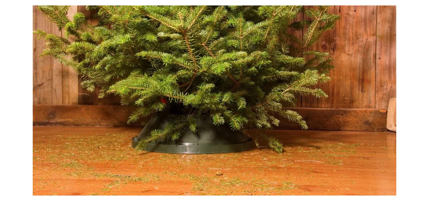 Welke Kerstboom Verliest Zijn Naalden Niet?