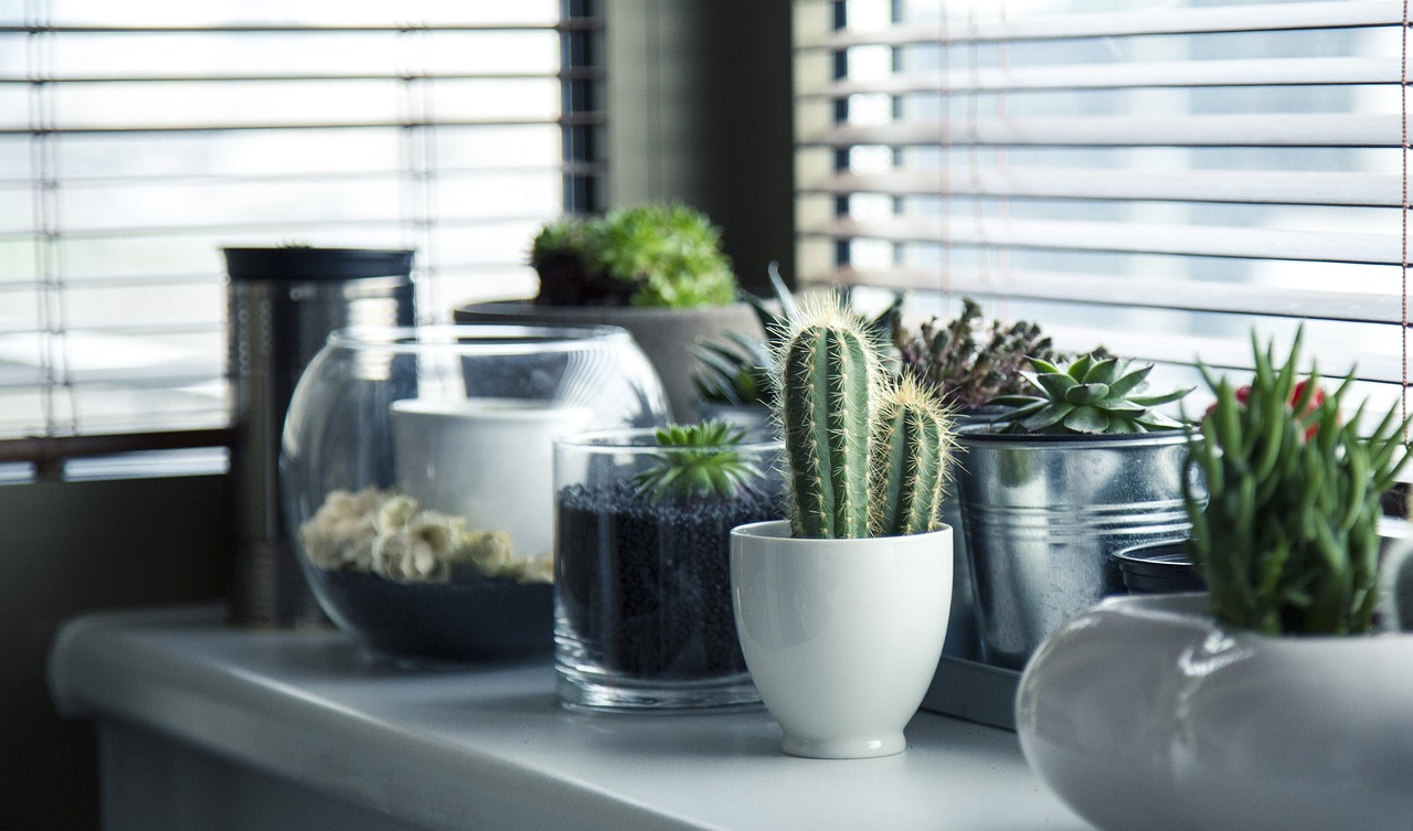 De beste cactussen voor in je interieur