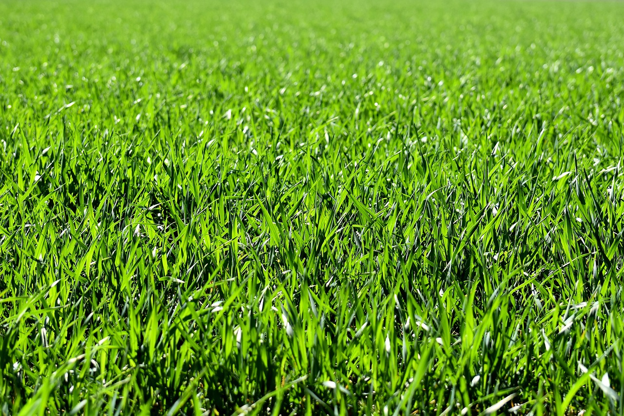 Waarom echte grasmatten in de tuin beter zijn dan nepgras!